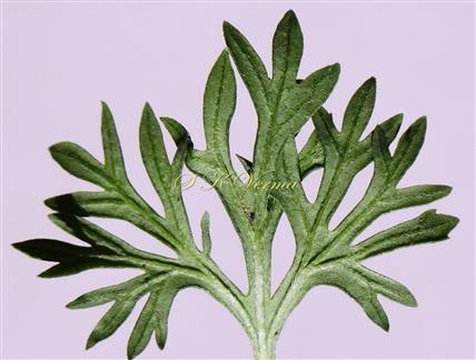  Leaf (Abaxial View)